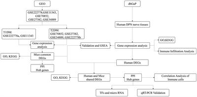 Identification of key genes and immune infiltration of diabetic peripheral neuropathy in mice and humans based on bioinformatics analysis